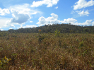 GO_217_F3_pan