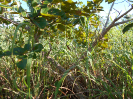 GO_218_F3_pan