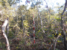 GO_264_F3_pan