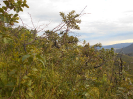 GO_274_F3_pan