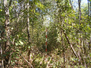 GO_278_F3_pan