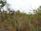 GO_287_F3_pan