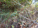 GO_300_F3_pan