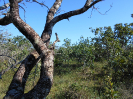 GO_409_F3_pan