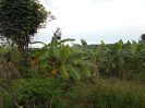 GO_429_F3_pan