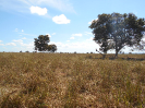 GO_439_F3_pan