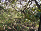 GO_456_F3_pan