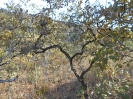 GO_458_F3_pan