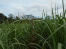 GO_479_F3_pan