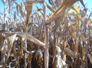 GO_486_F3_pan
