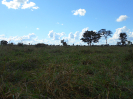 GO_51_F3_pan