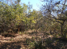 GO_521_F3_pan