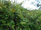 GO_535_F3_pan
