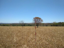 GO_556_F3_pan