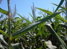 GO_569_F3_pan