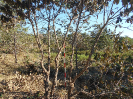 GO_618_F3_pan