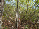 GO_61_F3_pan