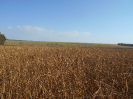 GO_657_F3_pan