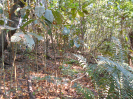 GO_708_F3_pan