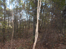 GO_753_F3_pan