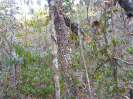 GO_818_F3_pan