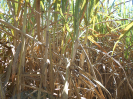 GO_825_F3_pan