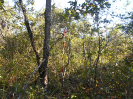 GO_82_F3_pan