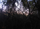 GO_873_F3_pan