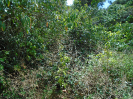 MA_11_F3_pan