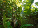 MA_139_F3_pan