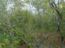 MA_148_F3_pan