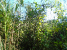 MA_172_F3_pan