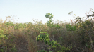 MA_181_F3_pan