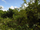 MA_223_F3_pan