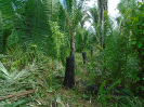 MA_251_F3_pan