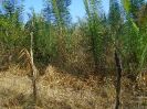 MA_225_F3_pan