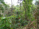 MA_266_F3_pan