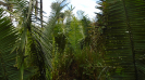 MA_271_F3_pan