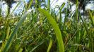 MA_273_F3_pan