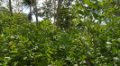 MA_276_F3_pan