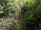 MA_290_F3_pan