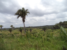 MA_295_F3_pan
