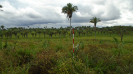 MA_297_F3_pan
