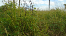 MA_301_F3_pan