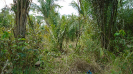 MA_325_F3_pan