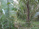 MA_332_F3_pan