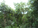 MA_336_F3_pan