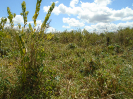 MA_371_F3_pan
