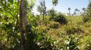 MA_376_F3_pan