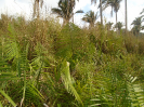 MA_377_F3_pan